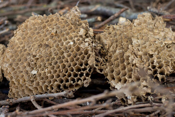 hornets nest