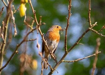 beautiful robin with a grub perched in a tree in the spring sunshine