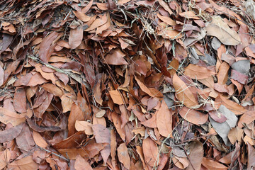 Dried leaves pile backgrounds and textures for wallpaper interior design.