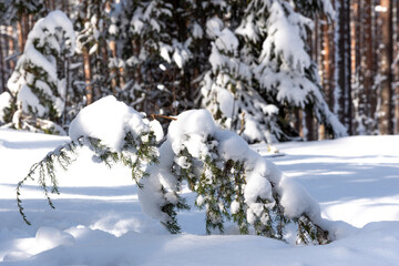 Majestic winter landscape. frosty pine tree under sunlight at sunset. christmas holiday concept, unusual wonderful landscape. fantastic wintry background.
