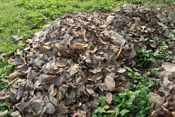Dried leaves pile on green grasses flooring closeup.