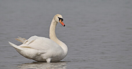 Fototapeta premium Mute swan on blue river, cygnus olor