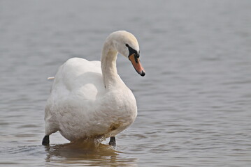 Mute swan on blue river, cygnus olor