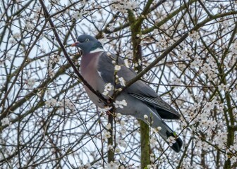 common wood pigeon perched in the blossom in spring