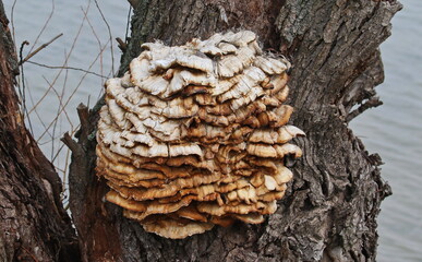 Large group of fungi on poplar bark background