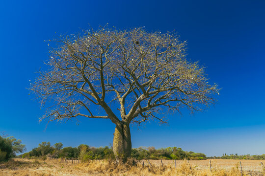 palo borracho, Ceiba speciosa, &aacute;rbol botella, &aacute;rbol del puente, toborochi, &aacute;rbol de la lana, palo rosado, samoh&uacute;, lupuna hembra