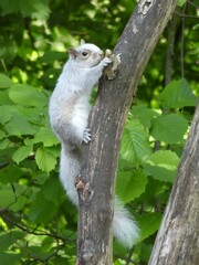 unusual coloured squirrel climbing a tree