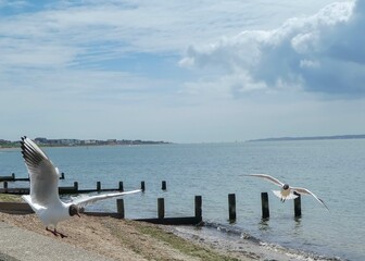 black headed gulls coming in to land by the sea