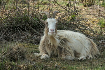 A beige Brown spotted longhaired land goat in the grass. Up close.