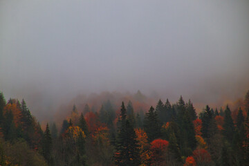 fog in the mountains