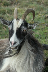 The head of a longhaired Black and white land goat with curled horns. Straight from the front and close.