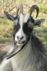 The head of a longhaired Black and white land goat with curled horns. Straight from the front and close.