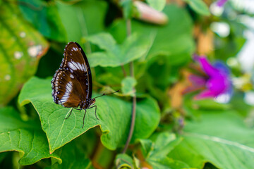 Ire Butterfly
