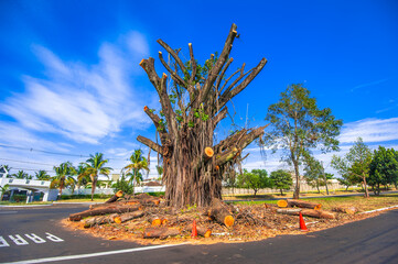 tree mutilation, environmental degradation in Brazil