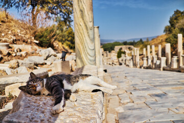 Cat on the ruins of an ancient Greek polis