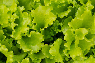 juicy green lettuce leaves. natural food for health. proper nutrition for weight loss. organic greens. Green Lettuce leaves on garden beds in the vegetable field
