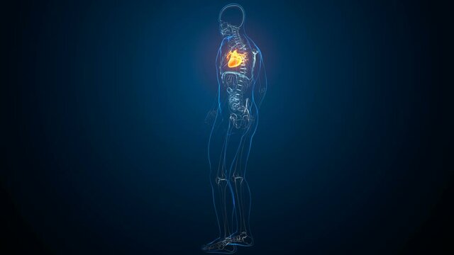 3d illustration of a human heart anatomy.
