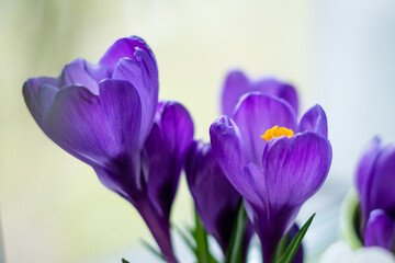 Bright beautiful purple crocus flower stands on the windowsill