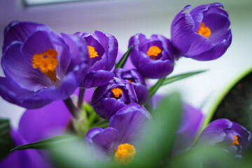 Beautiful flower of bright purple crocus close-up on the windowsill