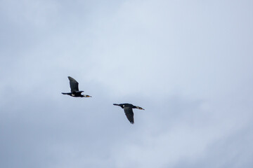 2 black cormorants flying side by side in the sky