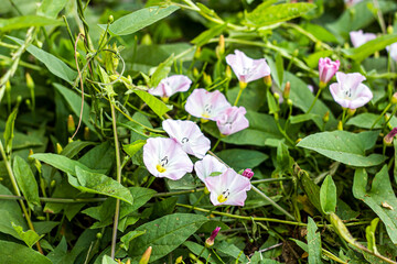 White and pink Morning Glory (Ipomoea Aquatica, False Bindweed, Water Spinach, Kangkong, River...