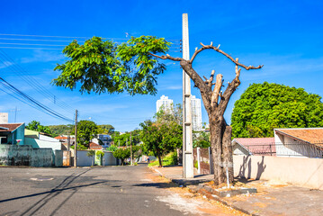 tree mutilation, environmental degradation in Brazil