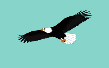 vector american bald eagle bird breed is flying in the sky illustration