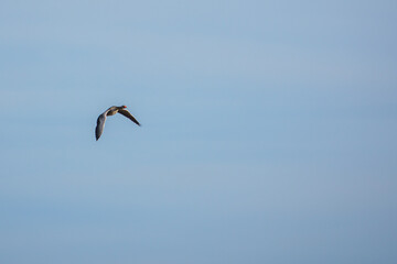  close up of greylag geese flying side by side in blue sky