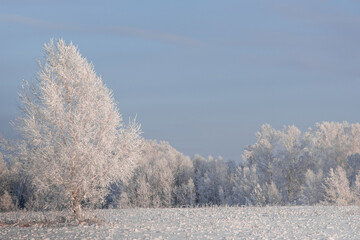 Winter Forest Landscape.