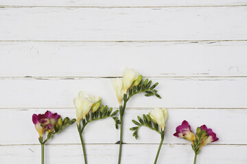 Freesia, white and pink lowers set branches with buds in bloom individually on a light background,...
