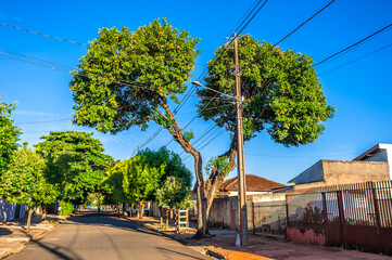 Obraz premium tree mutilation, environmental degradation in Brazil