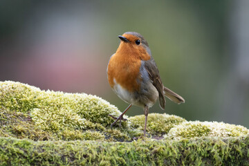 The European robin, known simply as the robin 