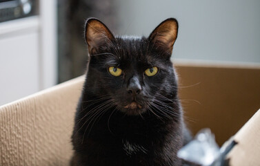 tête d'un chat noir plein de poussière