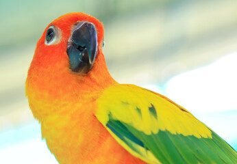 Sun Conure parrot birds on the  branch . most beautiful bird in the world