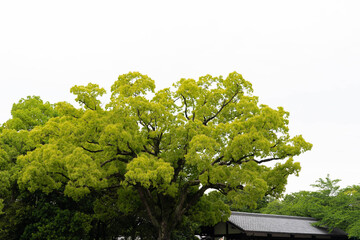 Green big tree over the Japanese roof house on white isolated background in Japan.