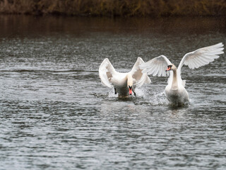 two angry male swans rival for females in springtime