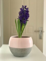 Home décor of fragrant fresh spring purple hyacinth in bicolor handmade ceramic vase on white shelf  