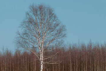 Birch in the spring. Small trees in the background.