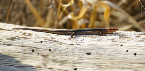 A Five-lined Skink is a common reptile found on the logs of fallen trees where it hunts insects such as spiders, crickets, beetles, small frogs and some fruits and vegatables.
