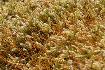  Polytrichum commune