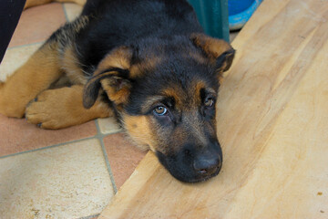 German shepherd puppy looking bored at his master