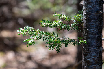 A new and vibrant evergreen bough in bright green colour, short thick needles, there are small fresh buds at the end of the branch growing out of the side of a large evergreen tree.