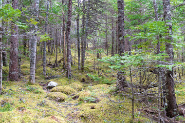 A hiking trail in the woods with mossy ground covering. The trees are tall and skinny with very few leaves. Most are coniferous trees with green pine needles. The path has stumps growing up on it.