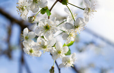 Spring flowering apple tree in the garden, flowers close up