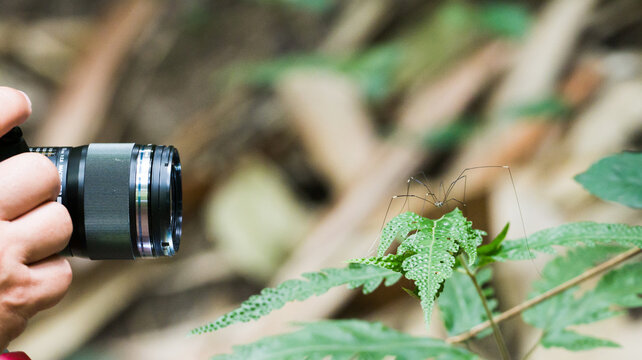 photographer try to use marco len to take photo of wild spider