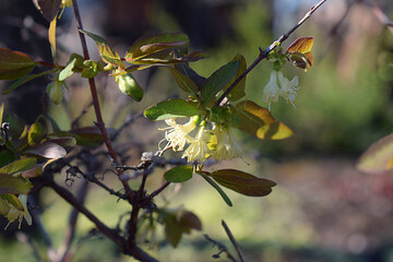 A branch of blooming honeysuckle in early spring