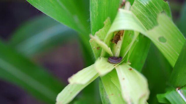 Corn leaf damaged by fall armyworm Spodoptera frugiperda.Corn leaves attacked by worms in maize field.