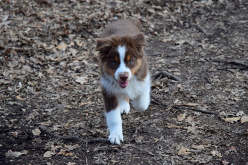 australian shepherd dog on the walk