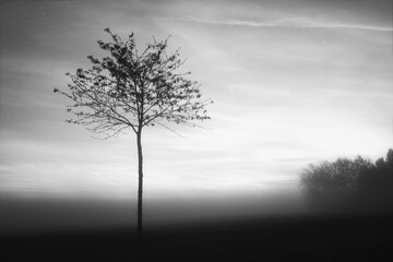 Fototapeta na wymiar Baum im Nebel schwarz weiß