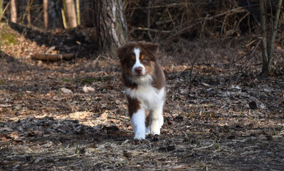 australian shepherd dog on the walk